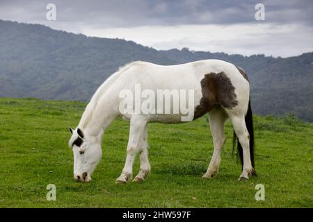 Pinto Pferd grast in der Wiese. Los Altos Hills, Kalifornien, USA. Stockfoto