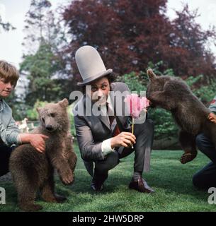 Ken Dodd besucht Diddy und Doddy, zwei vier Monate alte Bären im Flamingo Park Zoo in der Nähe von Walton, Yorks. Bären, die von einem Braunbären und einem Eisbären geboren wurden. 1968. Stockfoto