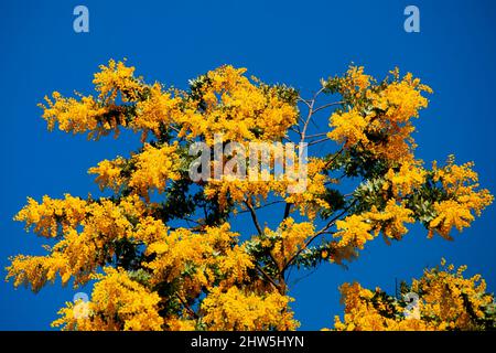 Akazie Dealbata Blumenpflanze - Australien Stockfoto