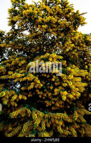 Akazie Dealbata Blumenpflanze - Australien Stockfoto