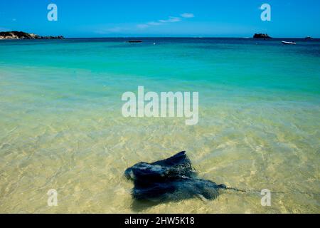 Sting Ray - Hamelin Bay - Australien Stockfoto