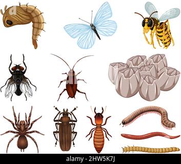 Verschiedene Arten von Insekten und Tieren auf weißem Hintergrund Illustration Stock Vektor