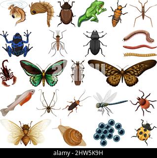 Verschiedene Arten von Insekten und Tieren auf weißem Hintergrund Illustration Stock Vektor