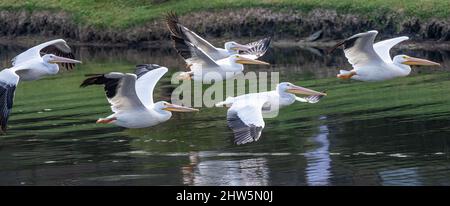 Amerikanische weiße Pelikane (Pelecanus erythrorhynchos) hüten Fische auf einem Fingersee bei Sawgrass in Ponte Vedra Beach, Florida. (USA) Stockfoto