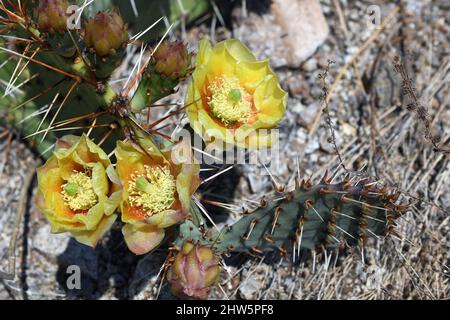 Gelbe Pollen gefüllte Blumen von einem Kaktus aus Stachelkrüge, fotografiert im Rio Grande Valley in New Mexico. Stockfoto