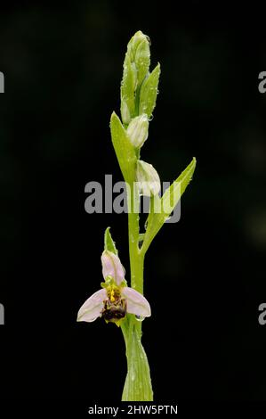 Bienenorchidee, Ophrys apifera, Blütenstiel, Regentropfen, Juni, Norfolk Stockfoto