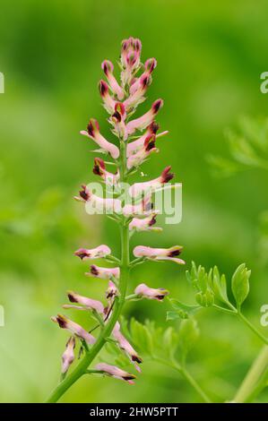 Gemeinsame Fumitory, Fumaria officinalis Stockfoto