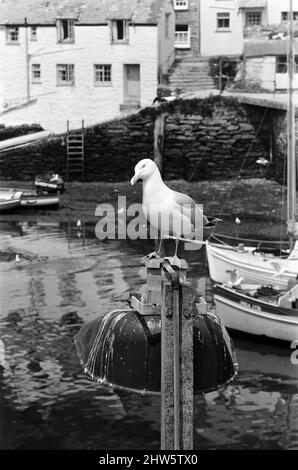 Allgemeine Szenen in Polperro, Cornwall. 13.. Juli 1967. Stockfoto