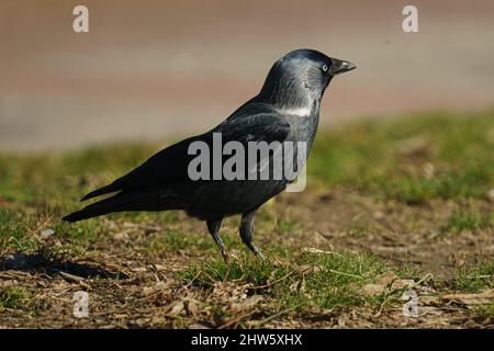 Eine Nahaufnahme einer Dohle, die auf dem Gras steht und neugierig wegschaut Stockfoto