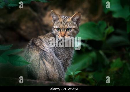 Wildkatze, Felis silvestris, Tier im Naturbaumwald Lebensraum, versteckt im Baumstamm, Tschechische Republik in Mitteleuropa. Wildlife-Szene aus Stockfoto