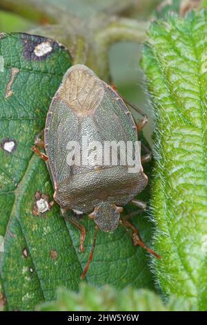 Vertikale Nahaufnahme eines Erwachsenen der grünen Schildbug, Palomena prasina , im Garten Stockfoto