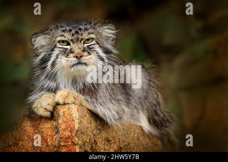 Pallas-Katze oder Manul, Otocolobus manul, niedliche Wildkatze aus Asien. Wildlife-Szene aus der Natur. Tier in der Natur Lebensraum. Mul sitzt auf den s Stockfoto