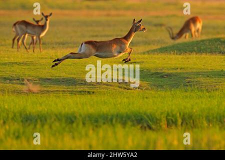 Implala Sprung in der Grassavanne, Okavango Südafrika. Impala im goldenen Gras. Schönes Impala im Gras mit Abendsonne. Tier in der Natur Stockfoto