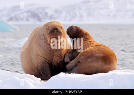 Walrus, Odobenus rosmarus, ragen aus blauem Wasser auf weißem Eis mit Schnee, Svalbard, Norwegen. Mutter mit Kind. Junger Walross mit Weibchen. Winter Arcti Stockfoto