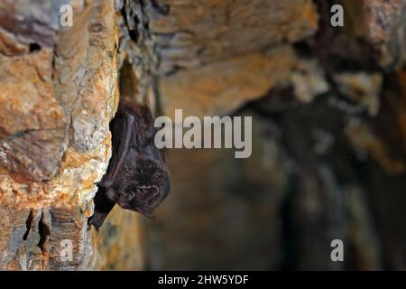 Westliche Barbastelle, Barbastella Barbastellus, in der Natur Höhle Lebensraum, Cesky kras, Tschechisch. Unterirdisches Tier, das an Stein hängt. Wildtierszene Fr. Stockfoto