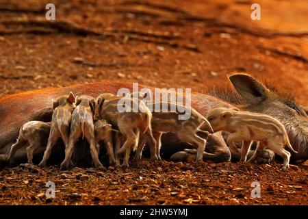 Familie Der Schweine, Indisches Wildschwein, Ranthambore-Nationalpark, Indien, Asien. Große Familie auf Schotterstraße im Wald. Tierverhalten, Eltern mit Jungen saugen Stockfoto