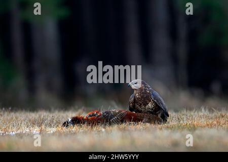 Bussard mit Schlachtfasanenkarkasse auf der Waldwiese. Buteo buteo mit abgestorbener gewöhnlicher Fasan. Fütterungsverhalten Szene aus der Natur. Schwarzer Vogel aus G Stockfoto