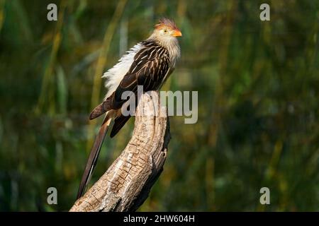 Guira Kuckuck, Guira guira mit offenem Schnabel, in Naturgebiet, Mato Grosso, Pantanal, Brasilien. Abendlicht mit Kuckuck aus Brasilien, grüner Hintergrund. Stockfoto