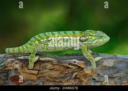 Furcifer lateralis, Teppich-Chamäleon, auf dem Ast in Waldhabitat sitzend. Exotisch schönes endemisches grünes Reptil mit langem Schwanz aus Madagaskar. Stockfoto