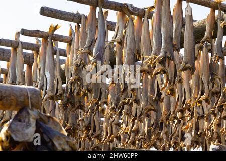 Nahaufnahme der Dorschfischtrocknung auf traditionellen Holzregalen auf den Lofoten, Norwegen, Europa Stockfoto