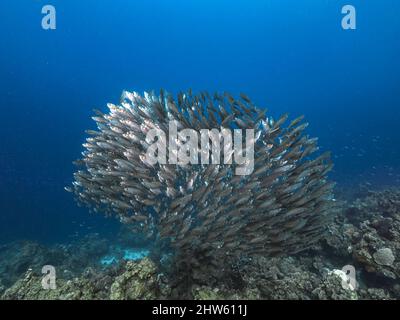 Seascape mit Bait Ball, Fischschule im Korallenriff des Karibischen Meeres, Curacao Stockfoto