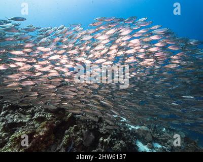 Seascape mit Bait Ball, Fischschule im Korallenriff des Karibischen Meeres, Curacao Stockfoto