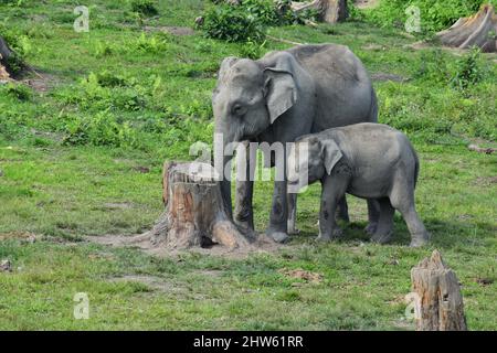 Erhaltung von Elefanten und Wildtieren Stockfoto
