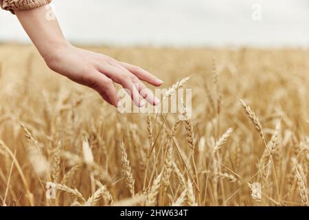 Weibliche Hand der Bauer betraf die Reifung der Weizenohren im Frühsommer Stockfoto