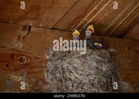 Weißkehlschwalbe (Hirundo albigularis) Küken, die darauf warten, in einem Nest im West Coast National Park, Langebaan, Südafrika, gefüttert zu werden. Stockfoto