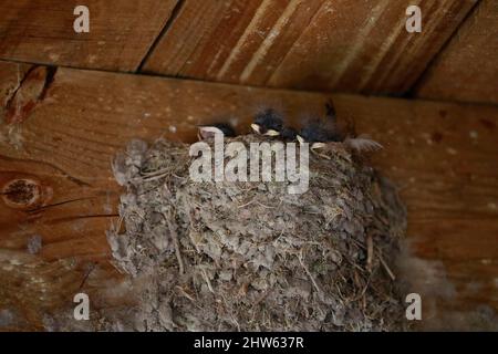 Weißkehlschwalbe (Hirundo albigularis) Küken, die darauf warten, in einem Nest im West Coast National Park, Langebaan, Südafrika, gefüttert zu werden. Stockfoto