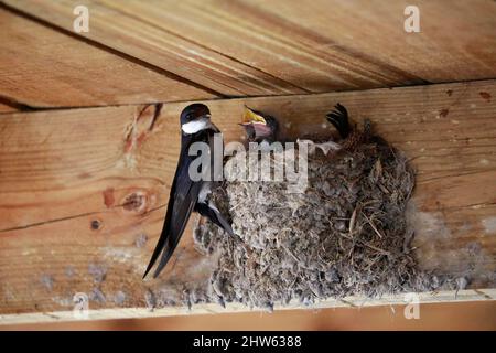 Weißkehlschwalbe (Hirundo albigularis) Küken, die darauf warten, in einem Nest im West Coast National Park, Langebaan, Südafrika, gefüttert zu werden. Stockfoto