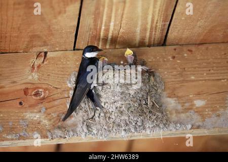 Weißkehlschwalbe (Hirundo albigularis) Küken, die darauf warten, in einem Nest im West Coast National Park, Langebaan, Südafrika, gefüttert zu werden. Stockfoto