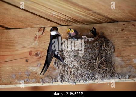 Weißkehlschwalbe (Hirundo albigularis) Küken, die darauf warten, in einem Nest im West Coast National Park, Langebaan, Südafrika, gefüttert zu werden. Stockfoto