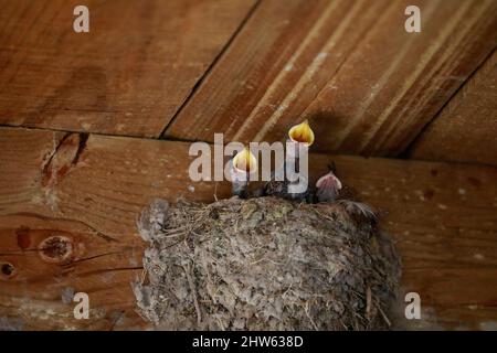 Weißkehlschwalbe (Hirundo albigularis) Küken, die darauf warten, in einem Nest im West Coast National Park, Langebaan, Südafrika, gefüttert zu werden. Stockfoto