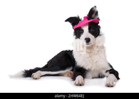 Junger Border Collie Hund mit rosa Sonnenkappe Stockfoto