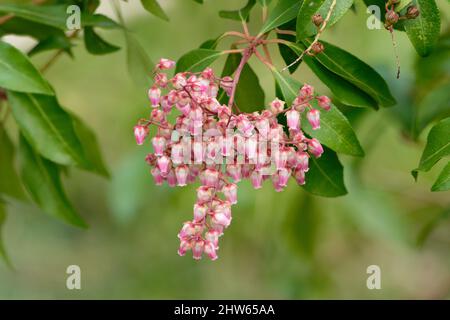 Pieris japonica, Blütenstand der japanischen andromeda mit urnenförmigen Blüten in weiß und rosa
