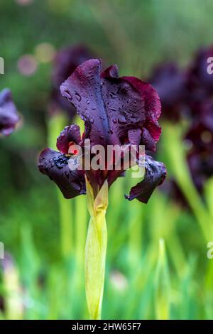 Blühende schwarze Iris aus der Nähe auf unscharfem Hintergrund. Selektiver Fokus Stockfoto