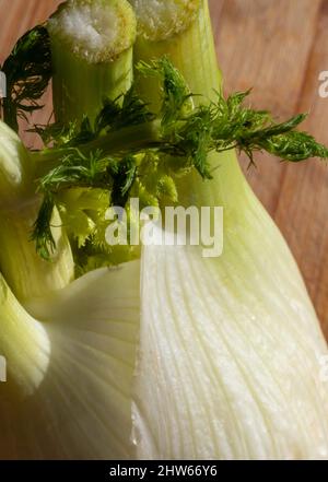 Details einer frischen Fenchelbirne (Foeniculum vulgare) . Mediterrane Küche. Nahaufnahme. Selektiver Fokus Stockfoto