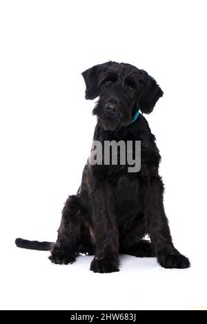 Junger Riese-Schnauzer-Hund auf Weiß isoliert Stockfoto