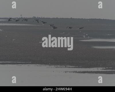 Sheerness, Kent, Großbritannien. 4. März 2022. UK Wetter: Ein nebliger nebliger Morgen und eine extrem niedrige Flut in Sheerness, Kent. Kredit: James Bell/Alamy Live Nachrichten Stockfoto