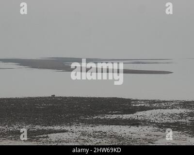 Sheerness, Kent, Großbritannien. 4. März 2022. UK Wetter: Ein nebliger nebliger Morgen und eine extrem niedrige Flut in Sheerness, Kent. Kredit: James Bell/Alamy Live Nachrichten Stockfoto