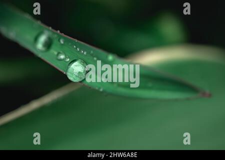 Wassertropfen auf grünes Blatt Stockfoto