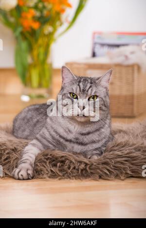 Britische Kurzhaarkatze in einem Wohnzimmer Stockfoto
