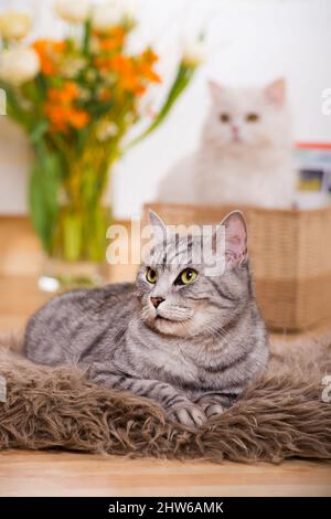 Britische Kurzhaarkatze in einem Wohnzimmer Stockfoto
