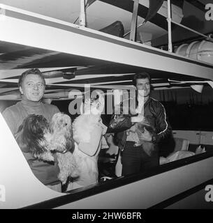 Die Hunde von Elizabeth Taylor und Richard Burton genießen eine ziemlich teure Quarantäne und sind an Bord der Familienyacht, die vor dem Tower Pier festgemacht ist. Die Burton's wohnen im Dorchester Hotel, während Richard in diesem Land filmt, und um zu vermeiden, dass die Hunde für sechs Monate in Quarantäne gehen, wird die Yacht benutzt, um die Hunde zu beherbergen, während ihre Besitzer in der Stadt bleiben. Ebenfalls an Bord ist Schauspieler Clint Eastwood. 16.. Februar 1968. Stockfoto