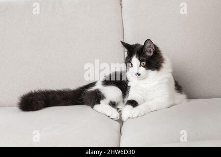 Charmante schwarz-weiße Katze, die auf einer weichen Couch liegt und im Wohnzimmer chilliert Stockfoto