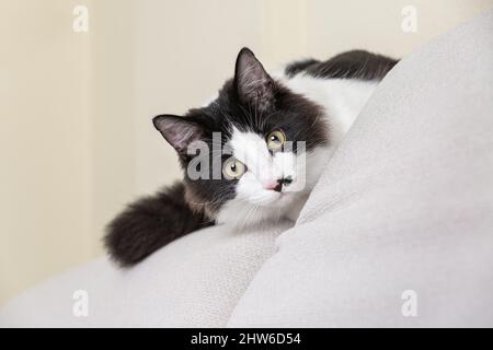 Verspielte schwarz-weiße Hauskatze sitzt auf der Couch und versteckt sich hinter Kissen im Wohnzimmer Stockfoto