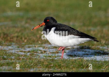 Eurasischen Austernfischer (Haematopus ostralegus) Ernährung in der Nordsee, in England. Stockfoto