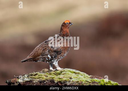 Der männliche Rothuhn (Lagopus lagopus scotica) saß auf einem Hügel mit blauem Himmelblau, Peak District, England Stockfoto
