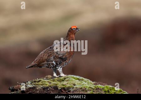 Der männliche Rothuhn (Lagopus lagopus scotica) saß auf einem Hügel mit blauem Himmelblau, Peak District, England Stockfoto